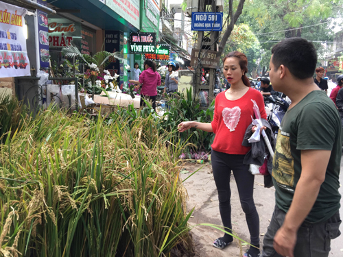 Tết 'con gà', chợ hoa cảnh Hà Nội bán thêm ...cây lúa ảnh 2